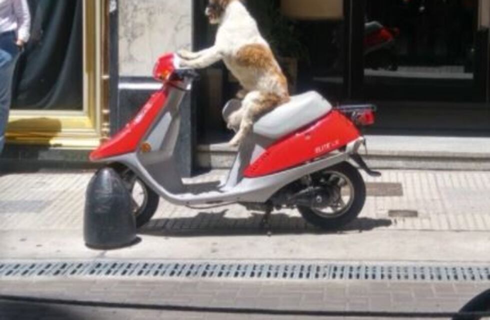 El perro en moto, el viral que enloquece a Buenos Aires