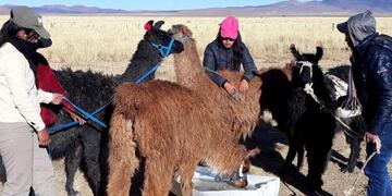caravanas de llamas, en Jujuy