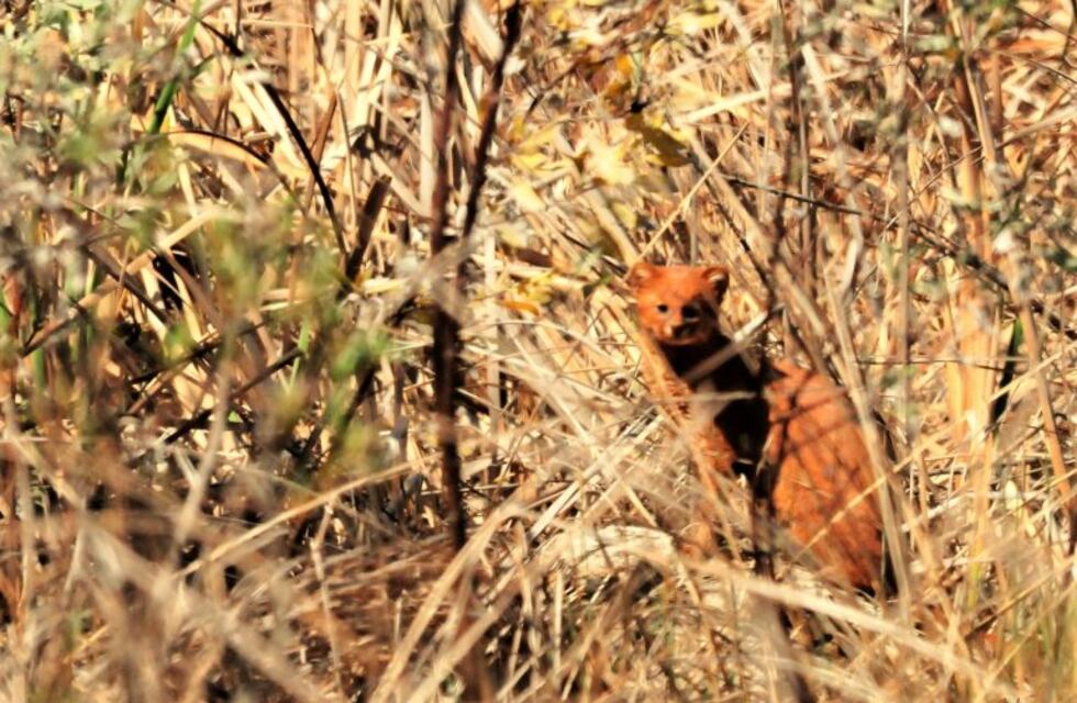 El futuro Parque Nacional Ansenuza sorprende con su riqueza natural