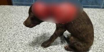 El perrito fue despellejado vivo.