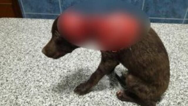 El perrito fue despellejado vivo.