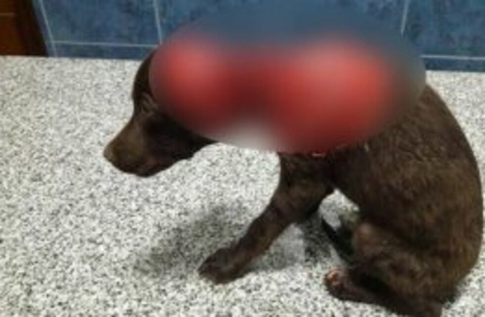 Marcha para pedir justicia por el perrito Chocolate