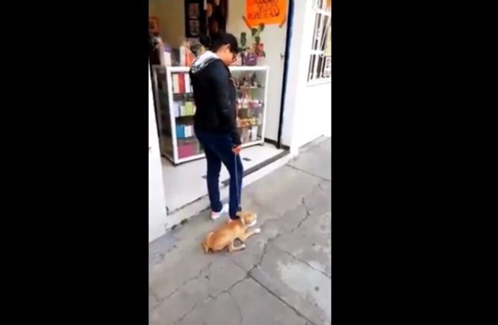 Arrastró a una perrita por la calle para obligarla a caminar