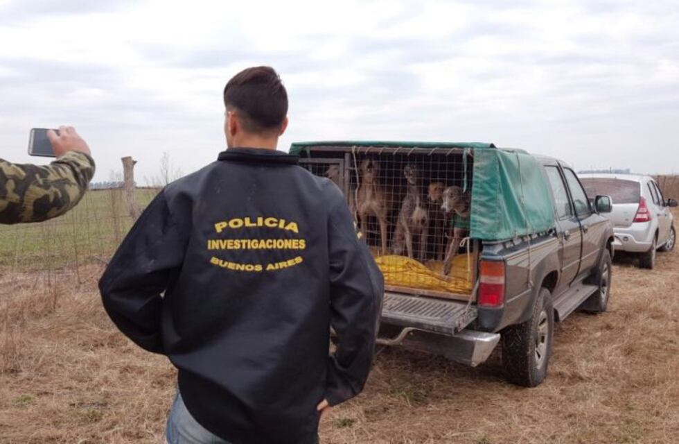 Detuvieron a un hombre que organizaba carreras de galgos en la Provincia de Buenos Aires