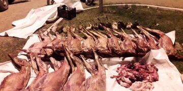 Los detuvieron con 16 chivos faenados en la camioneta