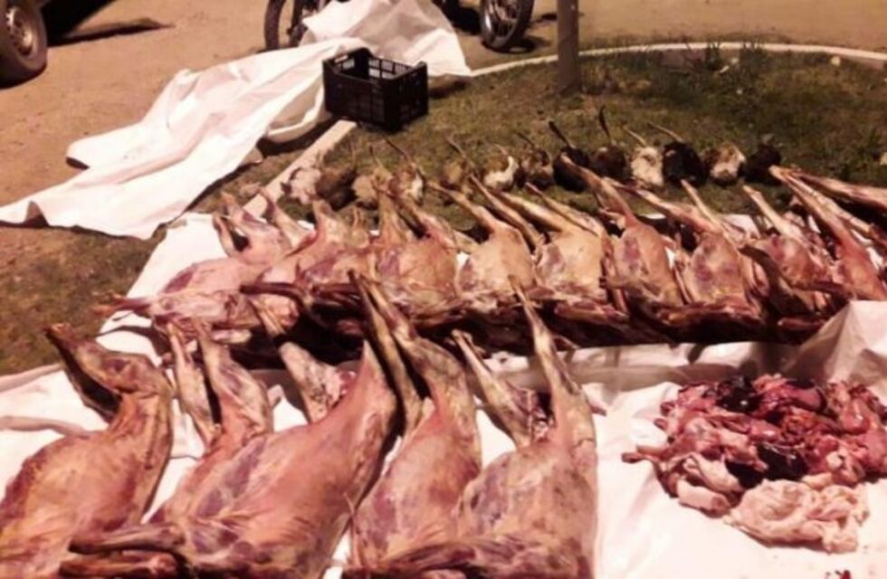 Los detuvieron con 16 chivos faenados en la camioneta