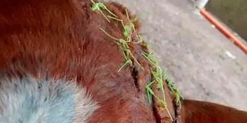 El caballo fue herido en un intento de robo\u002E (Diario Síntesis)