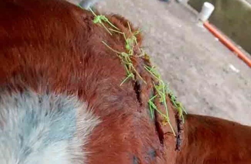 Salvaje ataque a un caballo utilizado para equinoterapia en un intento de robo