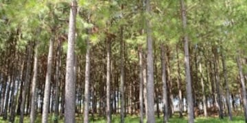 Pinar bajo el que se cultiva la yerba en algunos tramos de Candelaria\u002E