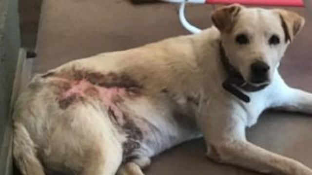 Asu00ed se ve el perrito en enero de 2017.