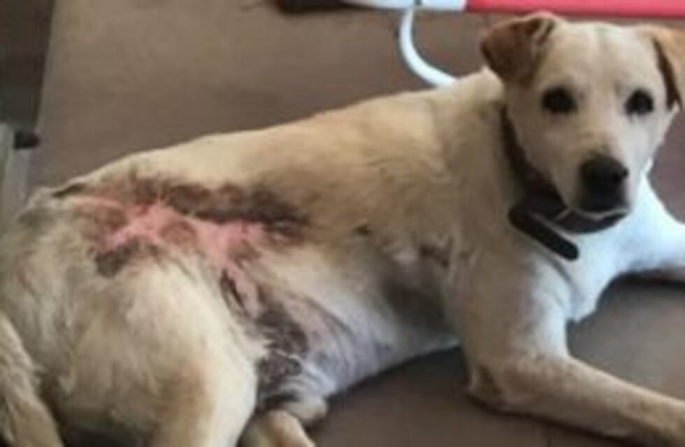 Perro que fue quemado con aceite hirviendo se recuperó gracias a proteccionista