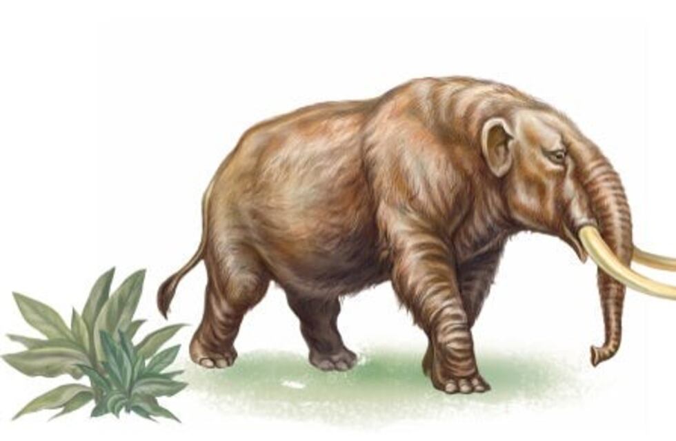 Impactante: encontraron restos de un mastodonte en una tosquera de Cañuelas