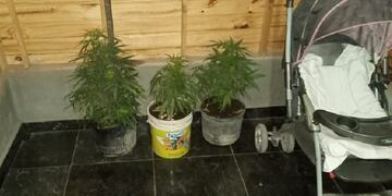 Yerba Buena: encuentran cinco plantas de marihuana en una vivienda\u002E (SECPT)