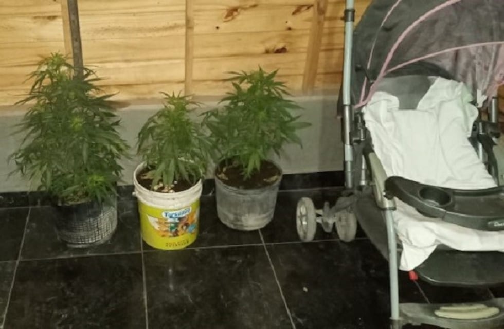 Yerba Buena: encuentran cinco plantas de marihuana en una vivienda