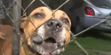 Uno de los pitbull de Los Polvorines (Web)