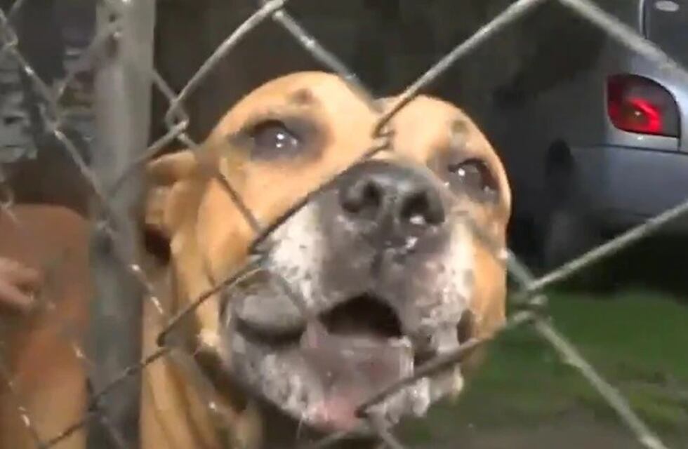 Los pitbull que defendieron a su dueña de un robo no serán sacrificados