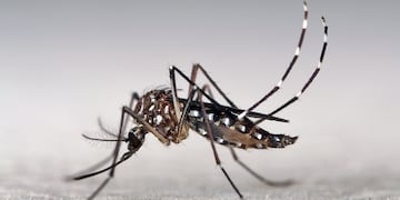 MOSQUITO. El aedes aegypti, transmisor del dengue y la chikunguña (Marcos Teixeira de Freitas/CC BY-NC 2.0)