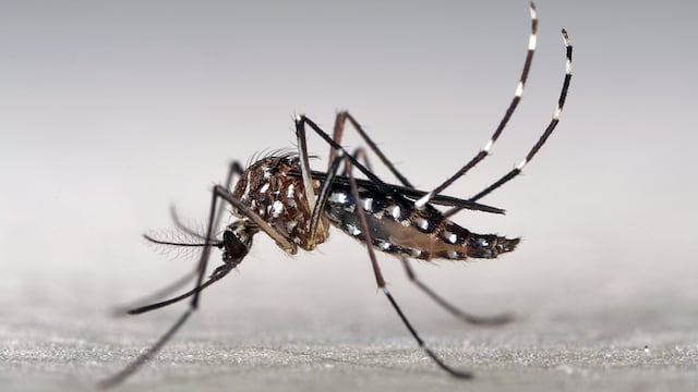 MOSQUITO. El aedes aegypti, transmisor del dengue y la chikunguña (Marcos Teixeira de Freitas/CC BY-NC 2.0)