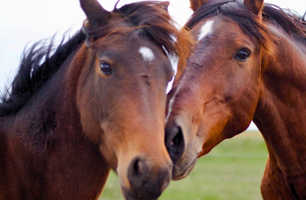 Liberación de Caballos en Rosario: la ONG contra el maltrato animal que no mira a un costado