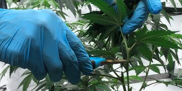 Cannabis. Imagen ilustrativa (AP Foto/Eugene Johnson).