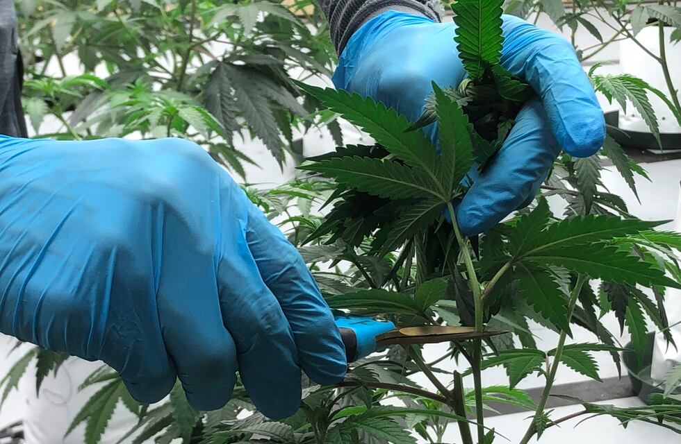 En el Día del Cannabis, el Gobierno extendió el permiso para cultivar la planta para medicamentos