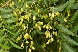 El árbol que protege de los insectos y da sombra en verano