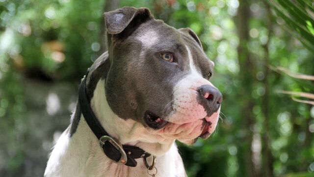 Pitbull