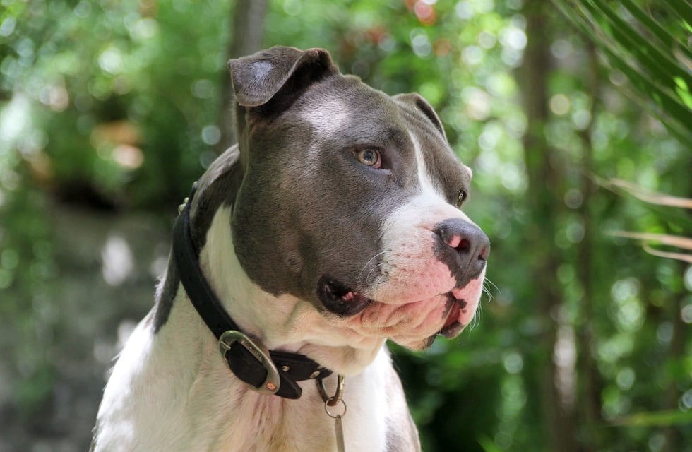 Una beba de siete meses fue atacada por un pitbull: le fisuró las costillas y está internada