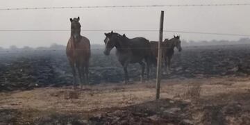 Un descontrolado incendio quemó caballos, máquinas y pastizales en La Pampa.