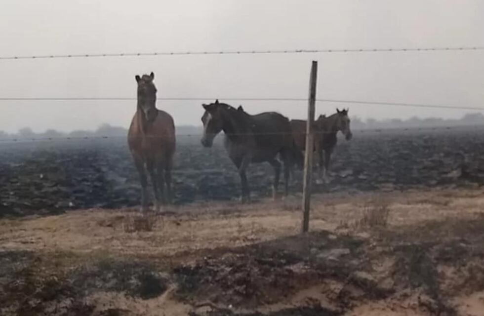 Feroz incendio en La Pampa: el fuego quemó caballos, máquinas y pastizales