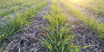 El trigo comenzó a nacer en buenas condiciones en Córdoba. (Gentileza Bolsa de Cereales de Córdoba)