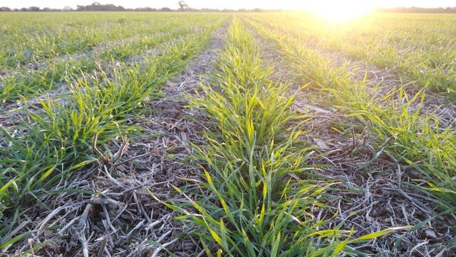 El trigo comenzó a nacer en buenas condiciones en Córdoba. (Gentileza Bolsa de Cereales de Córdoba)