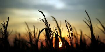 FILE PHOTO: Corn plants are seen at sunset in a farm near Rafaela, Argentina, April 9, 2018\u002E REUTERS/Marcos Brindicci/File Photo