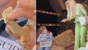 Qué fue de la vida del nene al que Susana le perdió la salamandra en TV