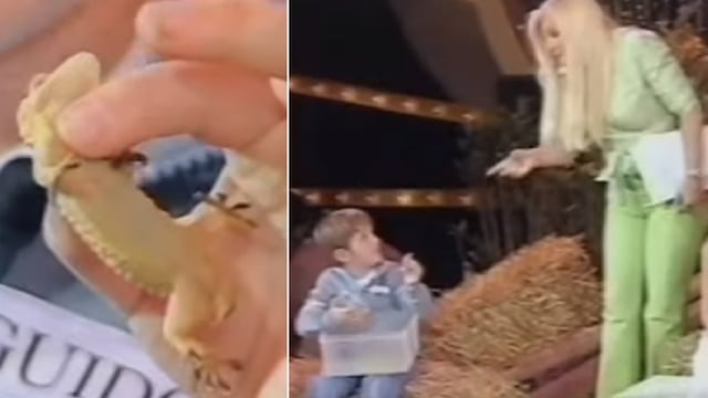 Qué fue de la vida del nene al que Susana le perdió la salamandra en TV