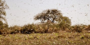 Prorroga de la emergencia fitosanitaria por langosta hasta 2021\u002E (Web)\u002E