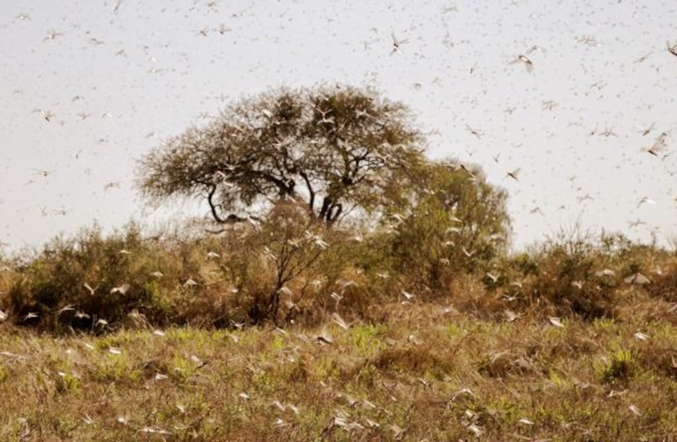 Prorroga de la emergencia fitosanitaria por langosta hasta 2021