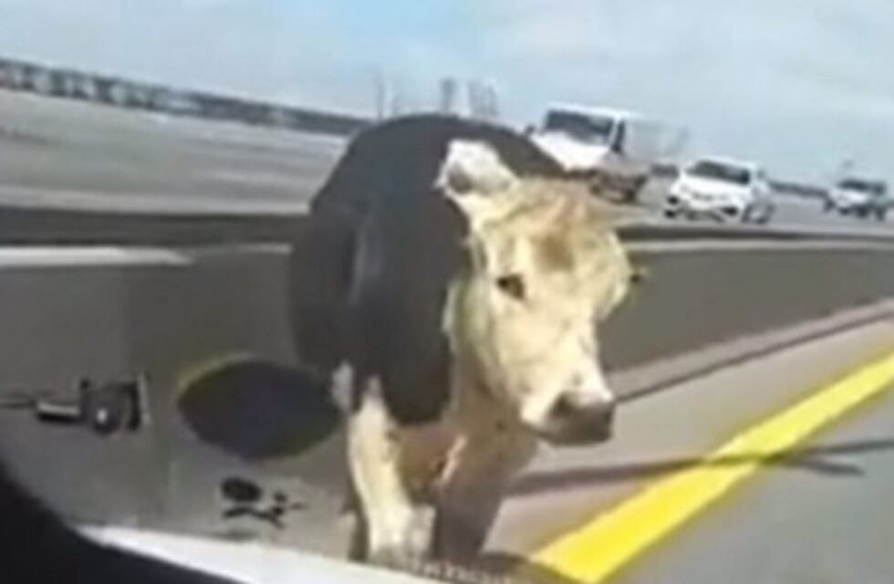 Se escaparon dos vacas de un camión y generaron un caos en la autopista Buenos Aires-La Plata