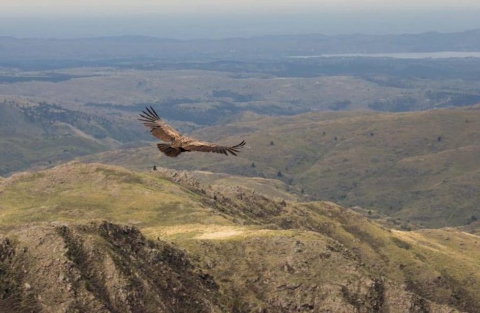 El Parque Nacional Quebrada del Condorito tiene nuevo sello postal