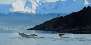 Ballena en el Canal de Beagle