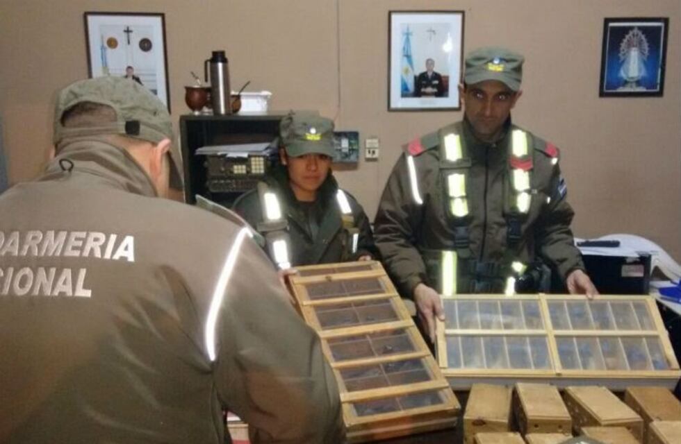 Rescatan 130 aves de distintas especies que eran trasladadas en un micro de larga distancia