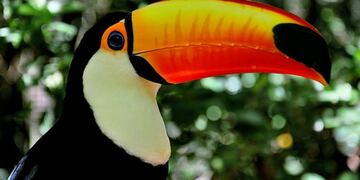 El tucán está en peligro de extinción a causa de su caza y la destrucción de su hábitat (web)