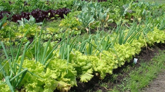 Colón desarrolla huertas familiares y comunitarias en barrios de la ciudad. (Foto ilustrativa).