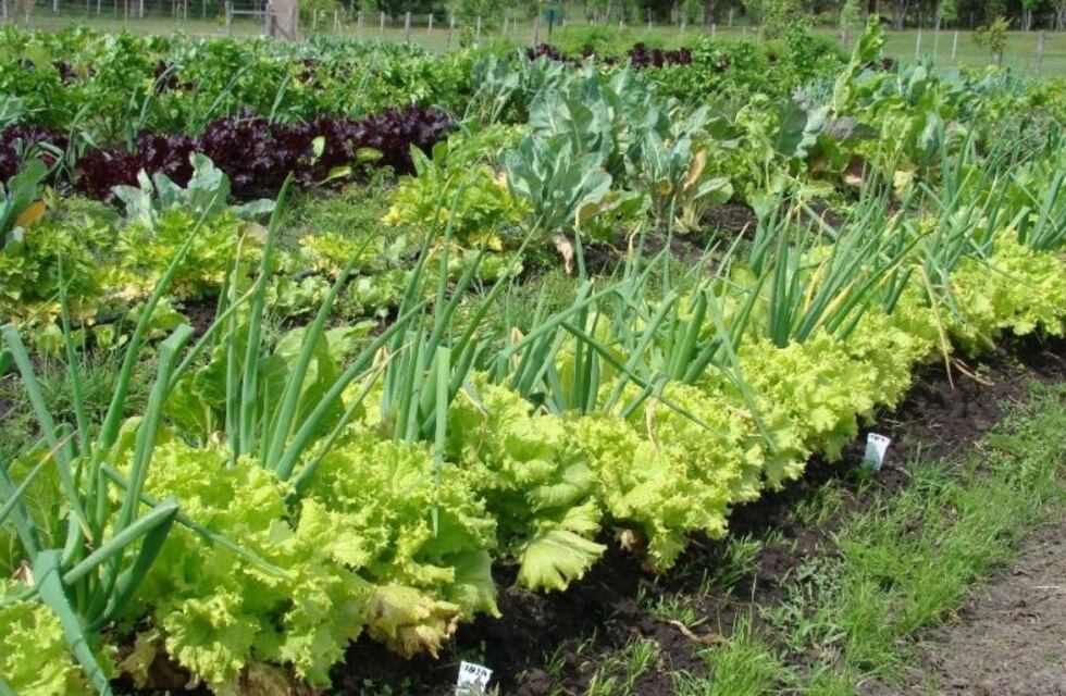 Colón desarrolla huertas familiares y comunitarias en diferentes barrios