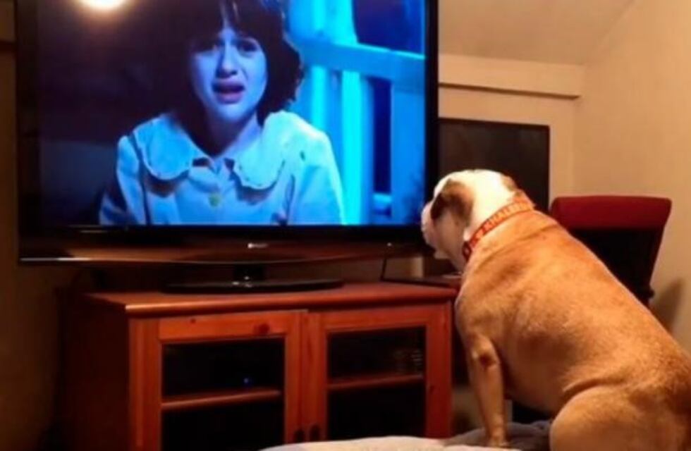 Mirá cómo reacciona este bulldog al ver una película de terror