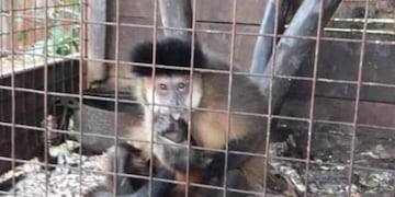 Montecarlo: rescataron a un mono en cautiverio
