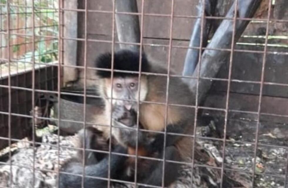Montecarlo: rescataron a un mono en cautiverio