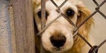 Maltrato animal (Web)\u002E Piden la elevación a juicio contra un hombre que maltrató a sus perros\u002E