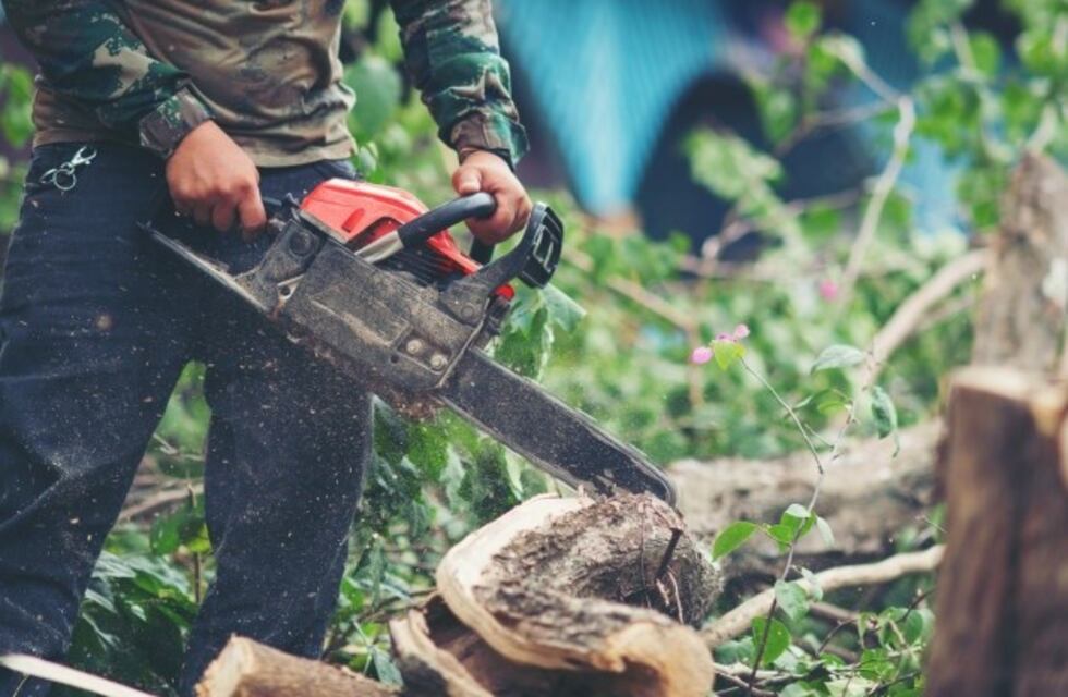 Se habilitan canales virtuales para permisos de poda