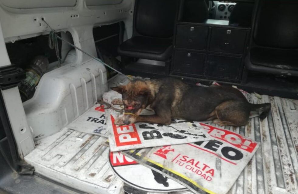 Maltrato animal: un hombre atacó con un machete a su perra